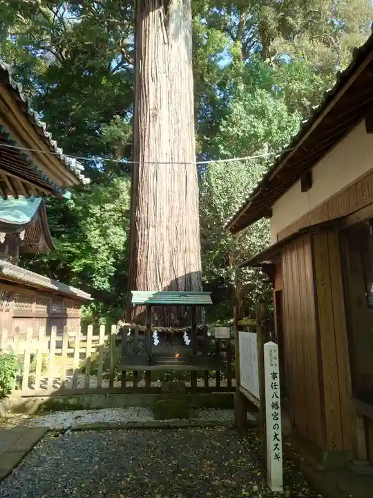 事任八幡宮(静岡県)