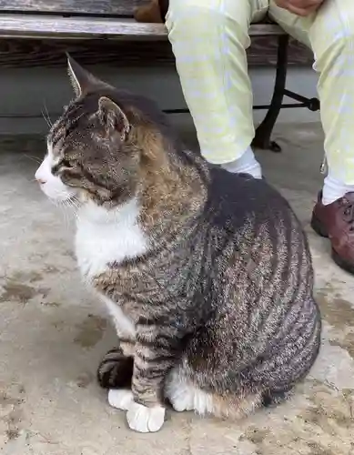 御誕生寺（猫寺）(福井県)