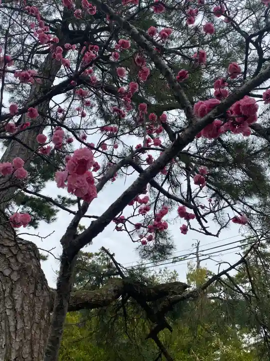 長浜八幡宮の自然