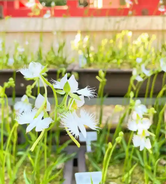 越谷香取神社の自然