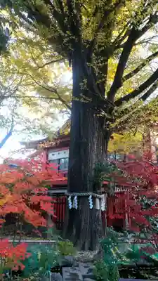 秩父神社(埼玉県)
