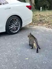 高龗神社の動物