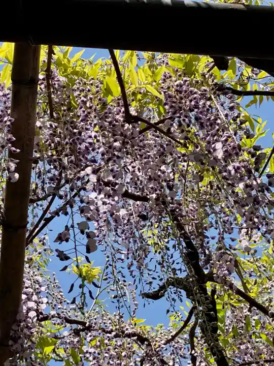 長岡天満宮の自然