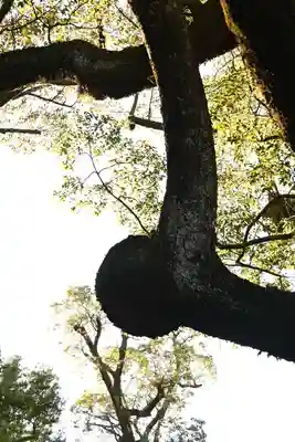 伊曽乃神社(愛媛県)