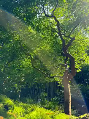 報国寺(神奈川県)