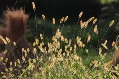 高司神社〜むすびの神の鎮まる社〜の周辺