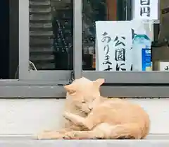 金蔵寺の動物