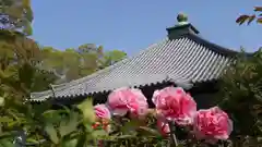 乙訓寺の庭園