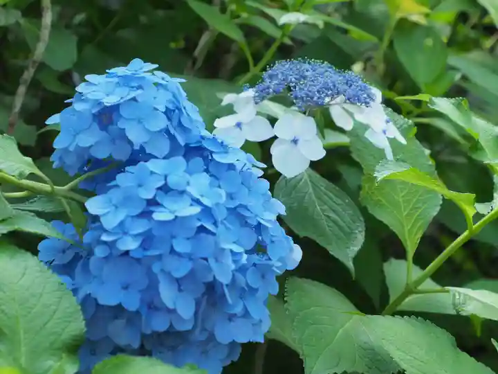 多摩川浅間神社(東京都)
