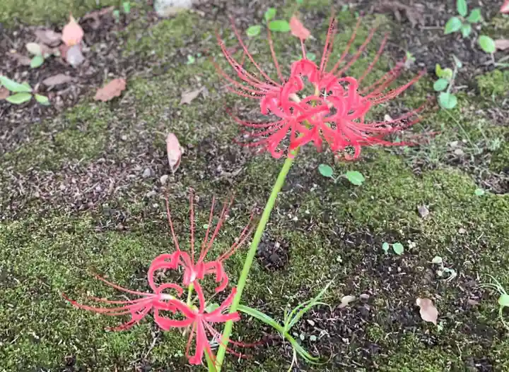 伊勢の国 四天王寺の自然
