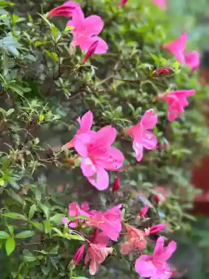 高鴨神社(奈良県)