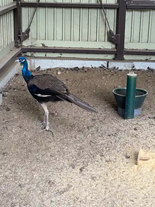 岩槻久伊豆神社の動物