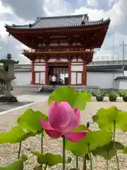 喜光寺(奈良県)