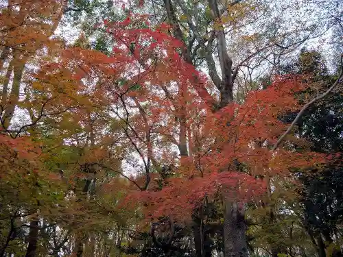 賀茂御祖神社（下鴨神社）の自然