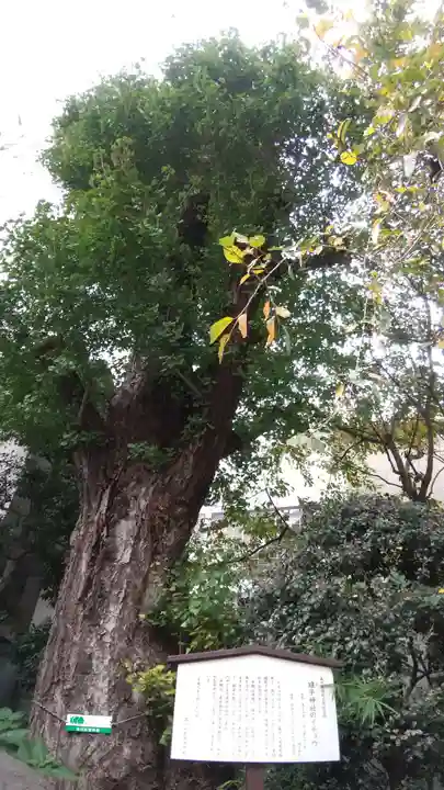 雉子神社の自然