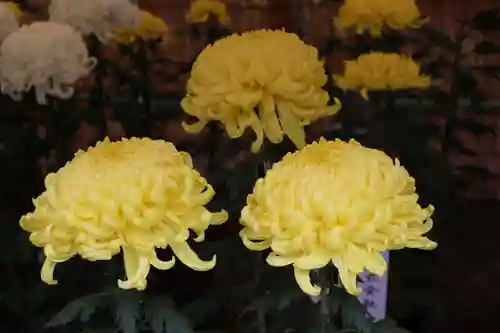 高麗神社の自然