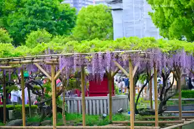 亀戸天神社(東京都)