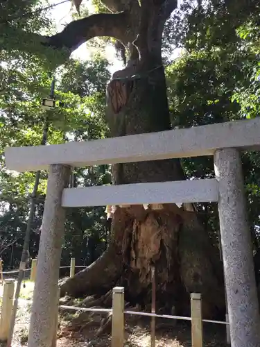 松阪神社の自然