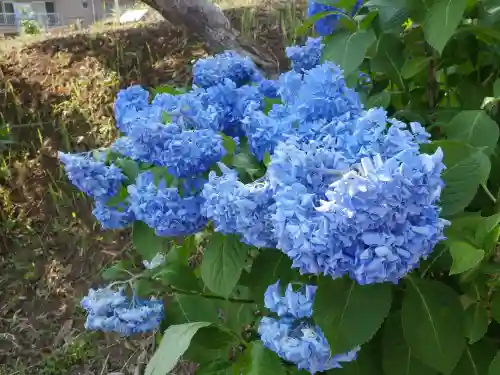 浄慶寺の自然