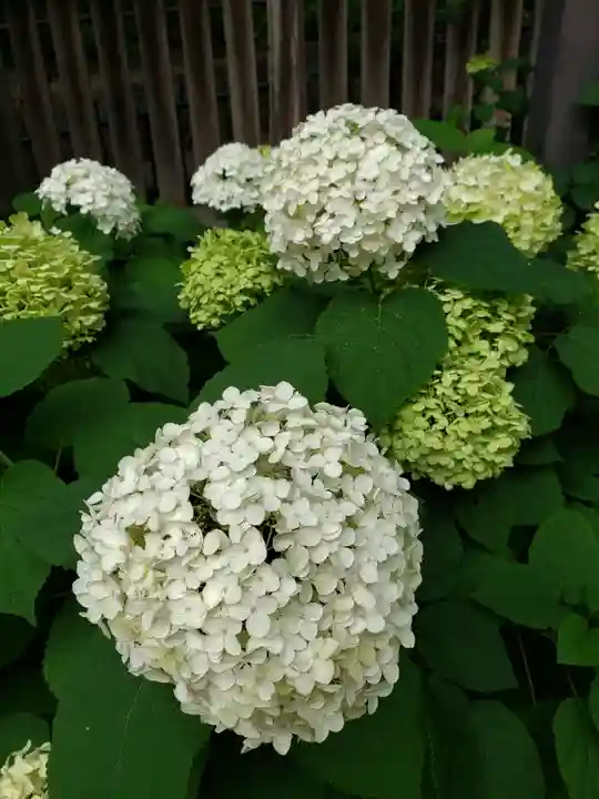 熊野神社(東京都)