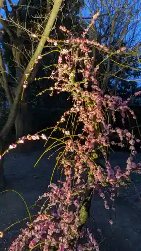 東寺（教王護国寺）(京都府)