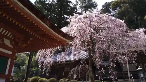 金剛寺(大阪府)