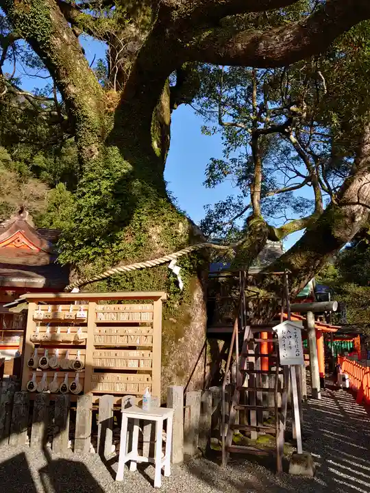 熊野那智大社の自然