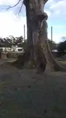 秋葉神社の自然