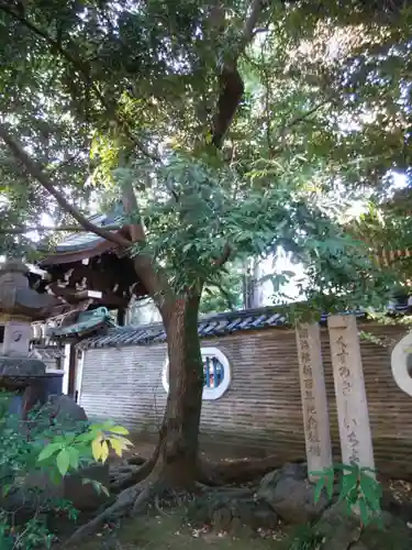 赤坂氷川神社の自然