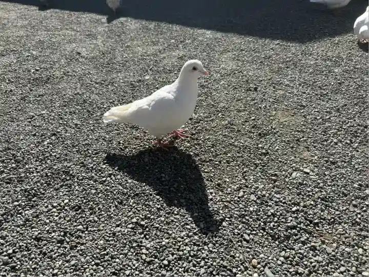 旗上弁財天社の動物