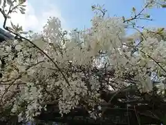 松應寺の自然