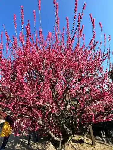 結城神社の{uncategorized: "未分類", other: "その他", undefined: "問題あり", building: "その他建物", grave: "お墓", sacred_gate: "鳥居", guardian: "狛犬", statue: "像", buddha: "仏像", history: "歴史", nature: "自然", garden: "庭園", animal: "動物", pagoda: "塔", temizu: "手水舎", mountain_gate: "山門・神門", sanctuary: "本殿・本堂", subordinate: "末社・摂社", art: "芸術", scenery: "景色", jizo: "地蔵", ema: "絵馬", goshuin: "御朱印", omikuji: "おみくじ", items: "授与品その他", amulet: "お守り", goshuincho: "御朱印帳", eats: "食事", festival: "お祭り", votive_dance: "神楽", shichigosan: "七五三参", wedding: "結婚式", experience: "体験その他", initially: "初詣", around: "周辺", anti_infection: "感染症対策"}