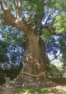 川津来宮神社(静岡県)
