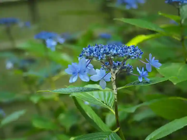 長壽寺(長寿寺)の庭園