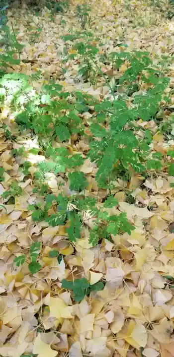 高木神社の自然