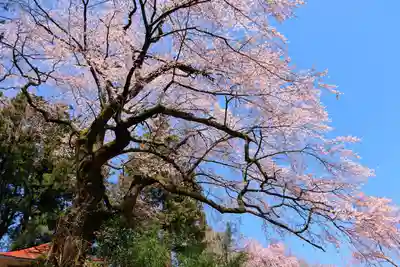荒井馬頭観音堂の景色