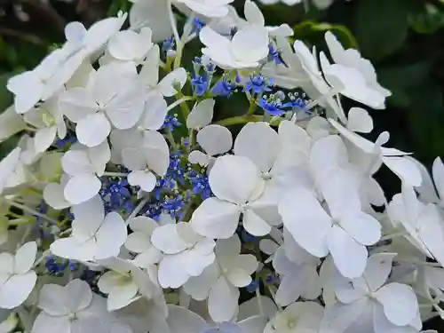 能護寺(埼玉県)