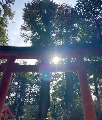 箱根神社の鳥居