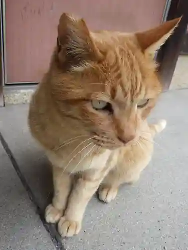 野里住吉神社の動物