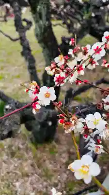豊國神社の{uncategorized: "未分類", other: "その他", undefined: "問題あり", building: "その他建物", grave: "お墓", sacred_gate: "鳥居", guardian: "狛犬", statue: "像", buddha: "仏像", history: "歴史", nature: "自然", garden: "庭園", animal: "動物", pagoda: "塔", temizu: "手水舎", mountain_gate: "山門・神門", sanctuary: "本殿・本堂", subordinate: "末社・摂社", art: "芸術", scenery: "景色", jizo: "地蔵", ema: "絵馬", goshuin: "御朱印", omikuji: "おみくじ", items: "授与品その他", amulet: "お守り", goshuincho: "御朱印帳", eats: "食事", festival: "お祭り", votive_dance: "神楽", shichigosan: "七五三参", wedding: "結婚式", experience: "体験その他", initially: "初詣", around: "周辺", anti_infection: "感染症対策"}