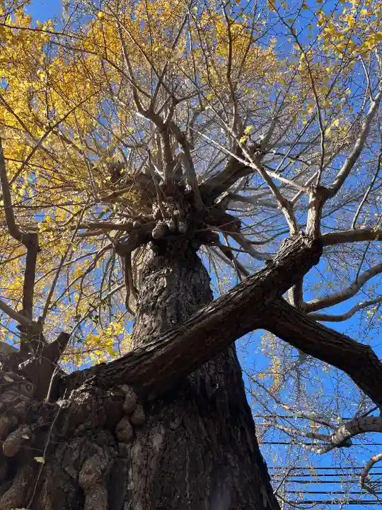 朝日氷川神社(埼玉県)