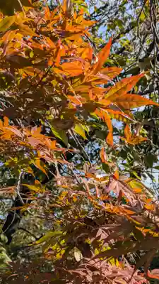 墨染寺（桜寺）(京都府)