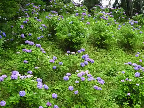 天台宗　長窪山　正覚寺の自然