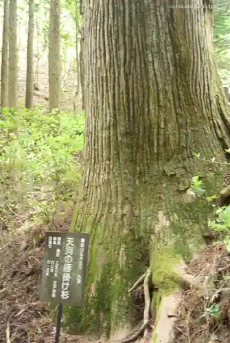 武蔵御嶽神社の自然