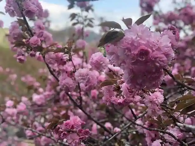 木舟山 順教寺の自然