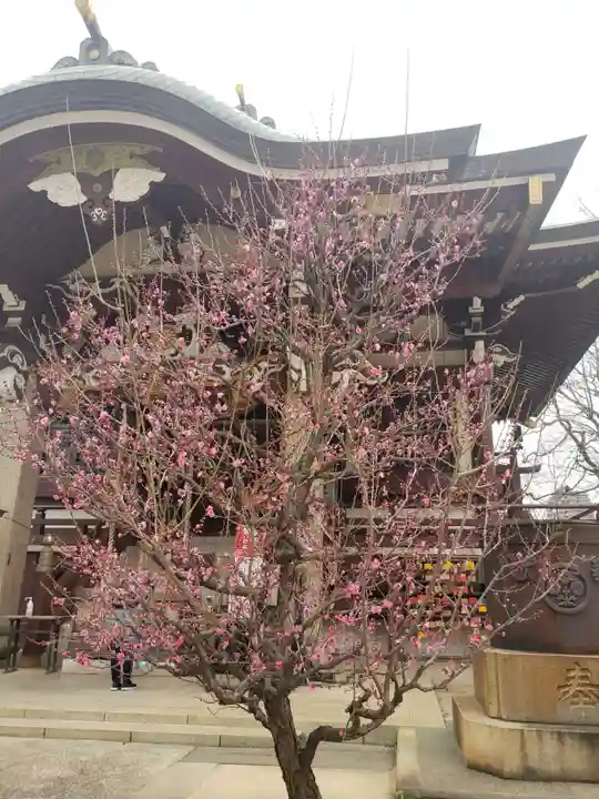 諏訪神社(東京都)