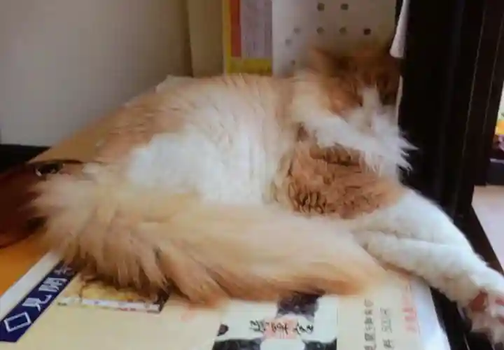 駒込妙義神社(東京都)