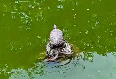 亀戸天神社(東京都)
