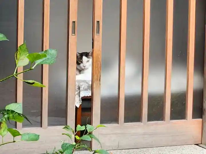 蔵前神社の動物