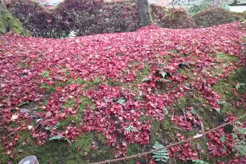 龍安寺の庭園